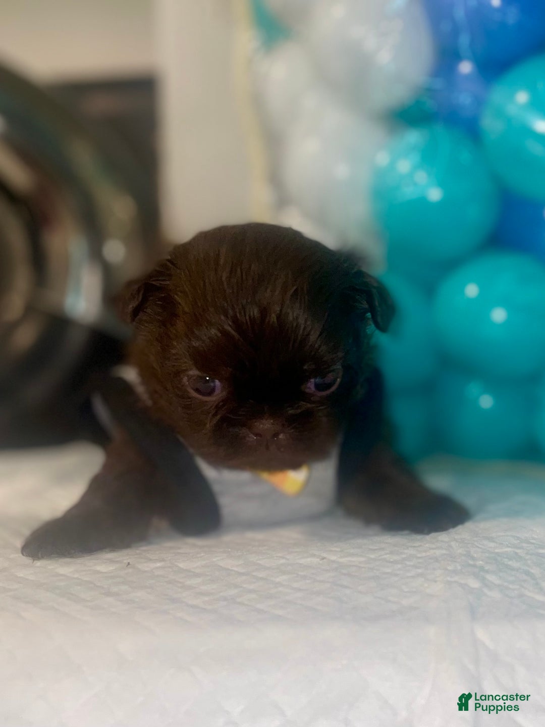 Shih Tzu dogs for sale: Shih Tzu Puppy 3 - Ad 5