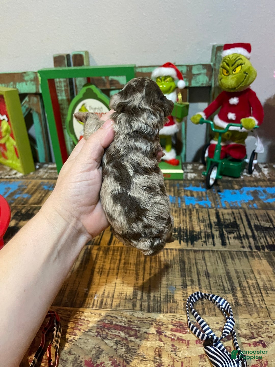 Miniature Poodle dogs for sale: Miniature Poodle Puppy 1 - Ad 38