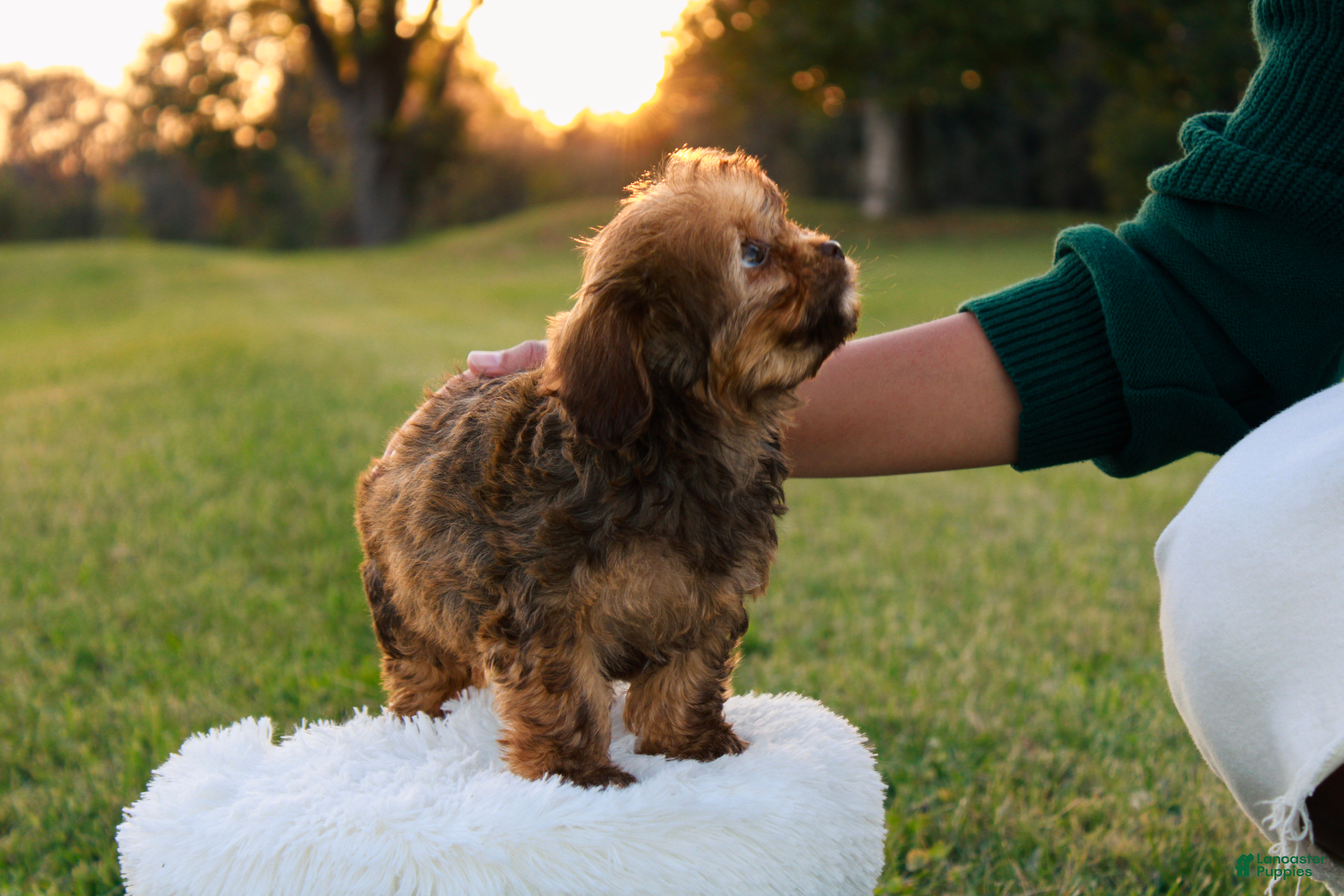 Cavapoo dogs for sale: Bambi - Ad 2