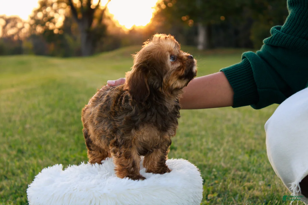 Cavapoo dogs for sale: Bambi - Ad 2