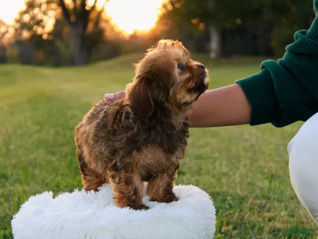 Cavapoo dogs for sale: Bambi - Ad 2