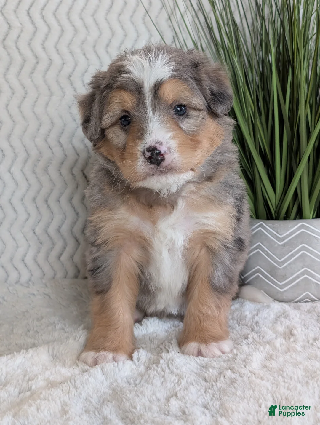 Mini Bernedoodle dogs for sale: Mini Dusty  - Ad 5