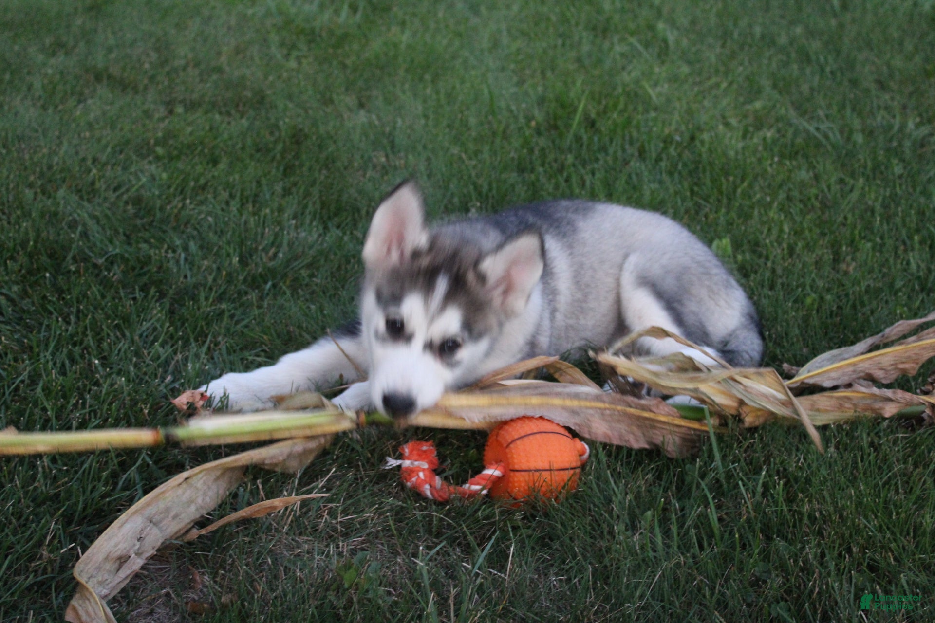 Alaskan Malamute dogs Glacier - Ad 1