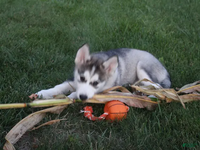 Alaskan Malamute dogs for sale: Glacier - Ad 2
