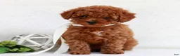 Cavapoo dogs for sale: Nina  - Ad 3