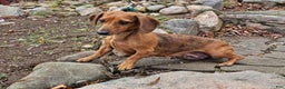 Miniature Dachshund dogs for sale: Rory - Ad 7