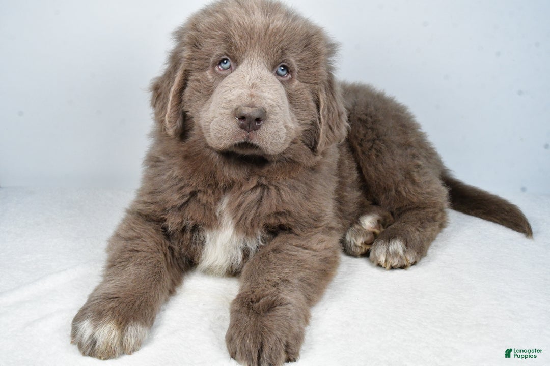 Newfoundland dogs for sale: Bingo - Ad 5