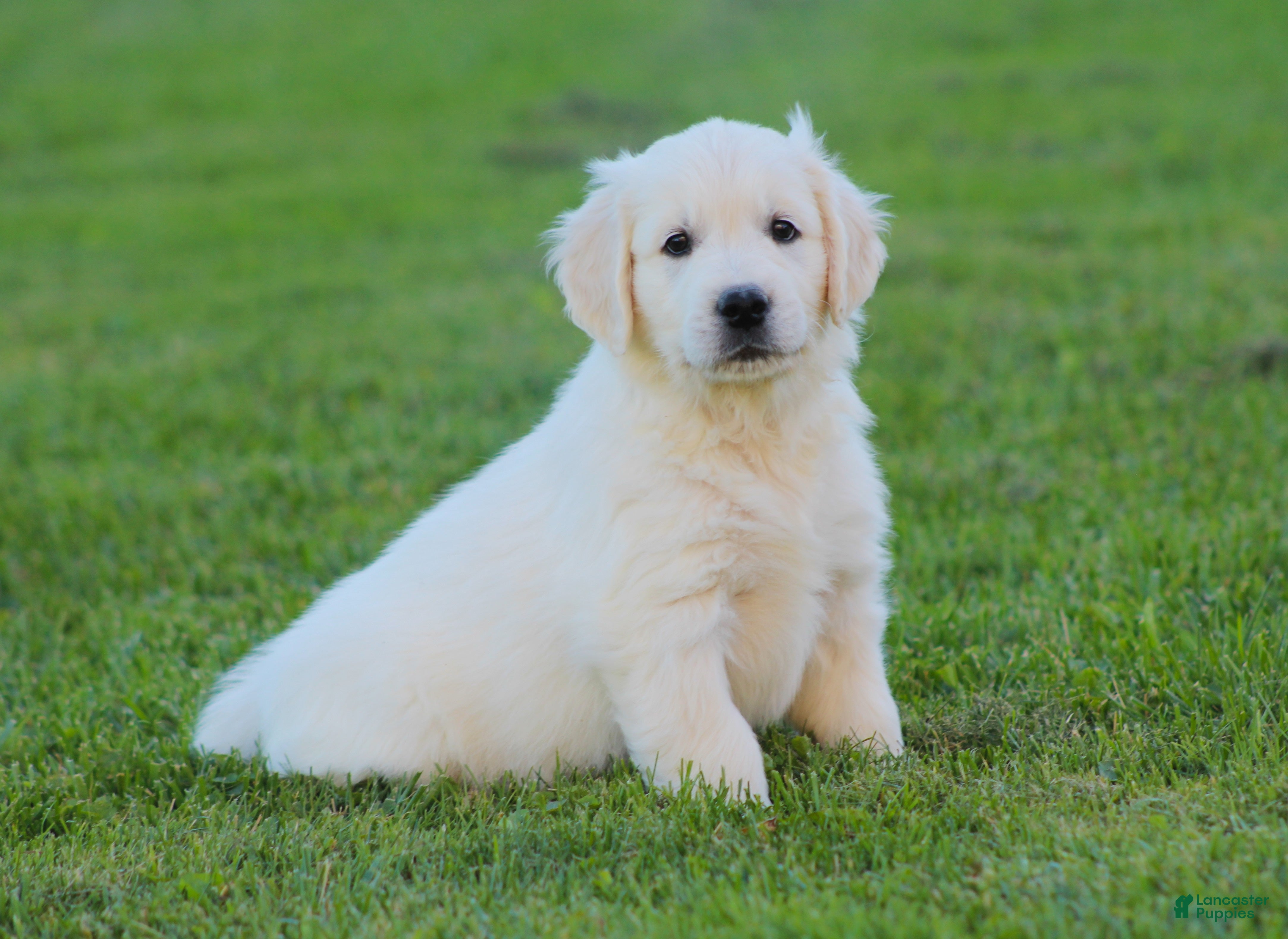 Golden Retriever dogs Riley - Ad 2