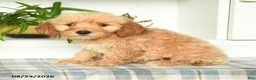 Mini Goldendoodle dogs for sale: Tucker - Ad 5