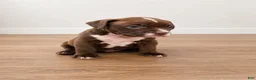 American Pit Bull Terrier dogs for sale:  1 - Ad 7