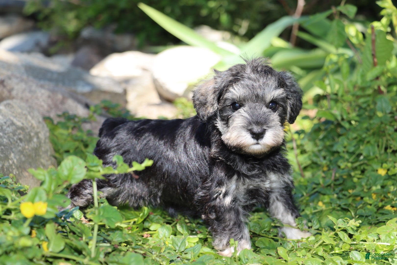 Miniature Schnauzer dogs Tucker - Ad 42