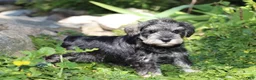 Miniature Schnauzer dogs for sale: Tucker - Ad 7