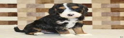 Mixed Breed dogs for sale: Fritz - Ad 4