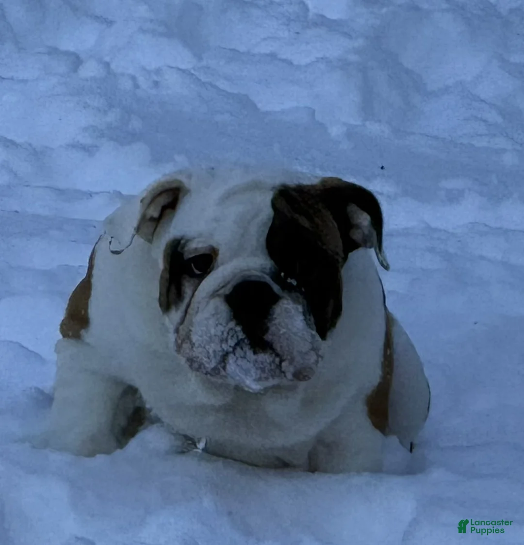 English Bulldog dogs for sale: Michelle - Ad 3