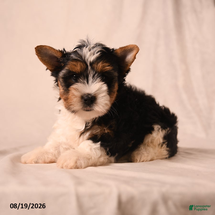 Biewer Terrier dogs Claire - Ad 1