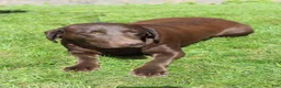 Labrador Retriever dogs for sale: Gunner - Ad 7