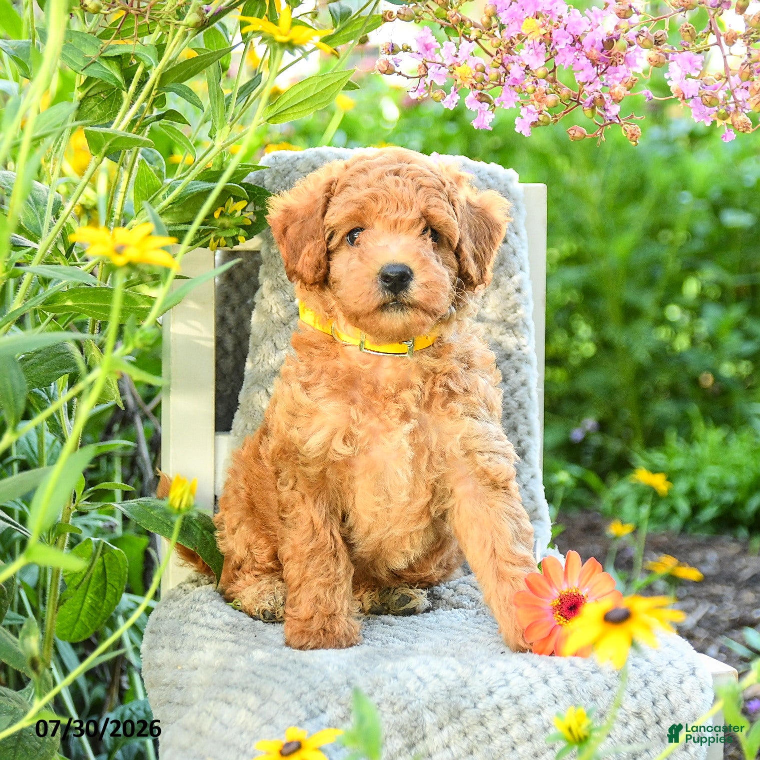 Maltipoo dogs Sunflower - Ad 1