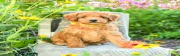 Maltipoo dogs for sale: Sunflower - Ad 1