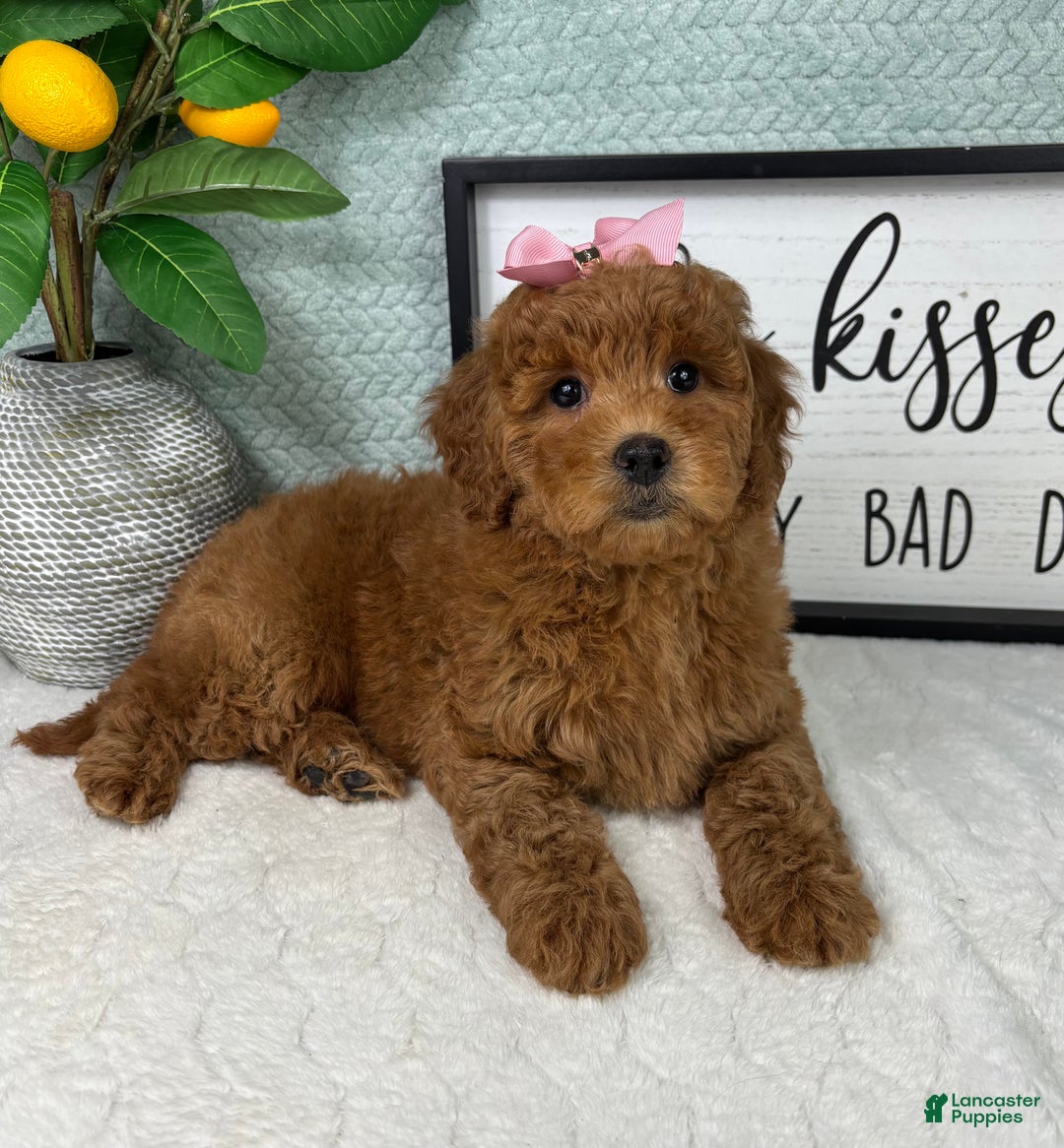 Mini Goldendoodle dogs for sale: Georgia  - Ad 2