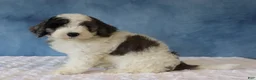 Mixed Breed dogs for sale: Finley - Ad 3