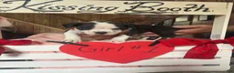Olde English Bulldogge dogs for sale: Olde English Bulldogge 1 - Ad 7
