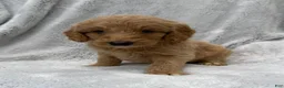 Goldendoodle dogs for sale: Lilly - Ad 5