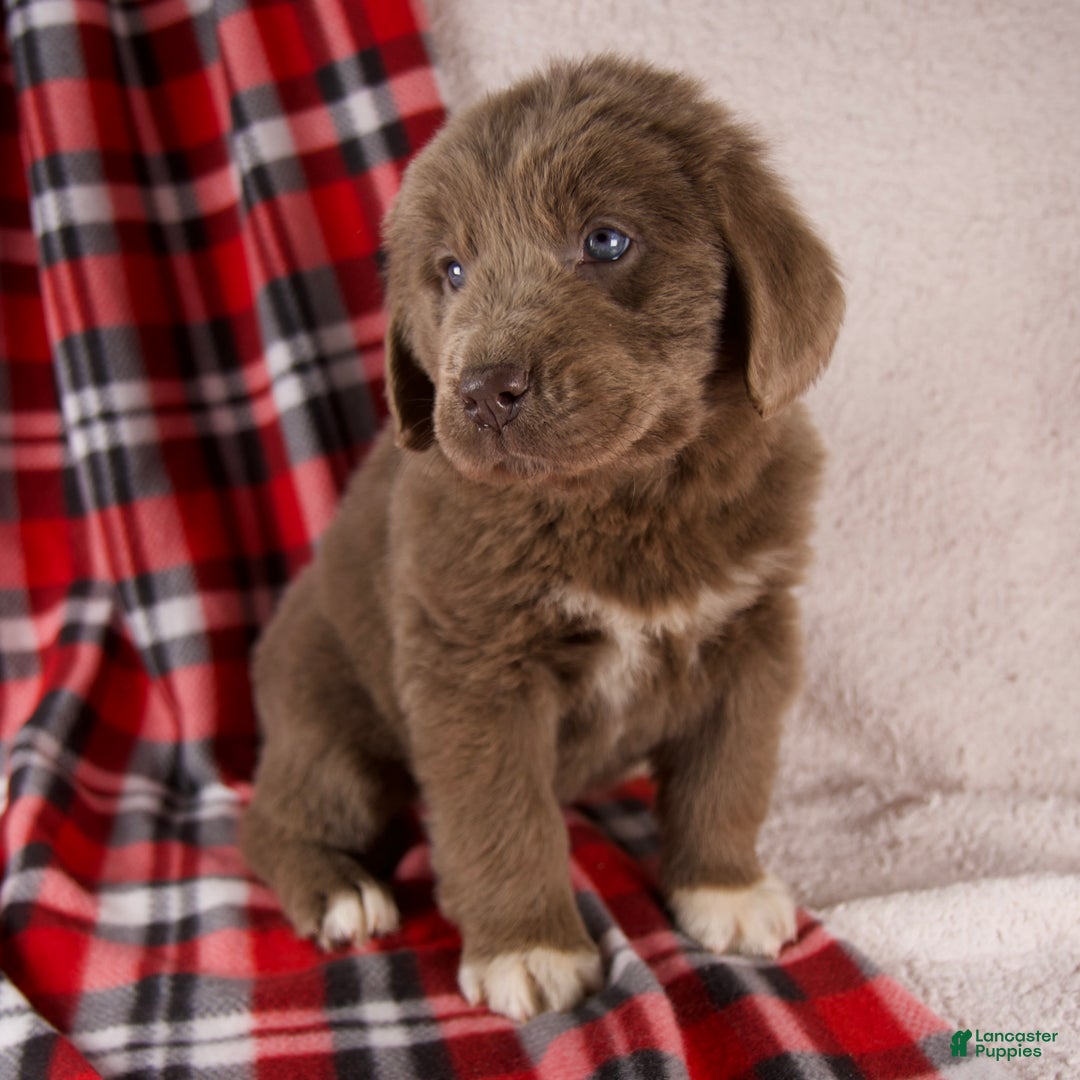 Newfoundland dogs for sale: Fern - Ad 3