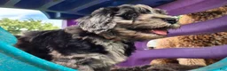 Mini Sheepadoodle dogs for sale: Cosmo - Ad 3