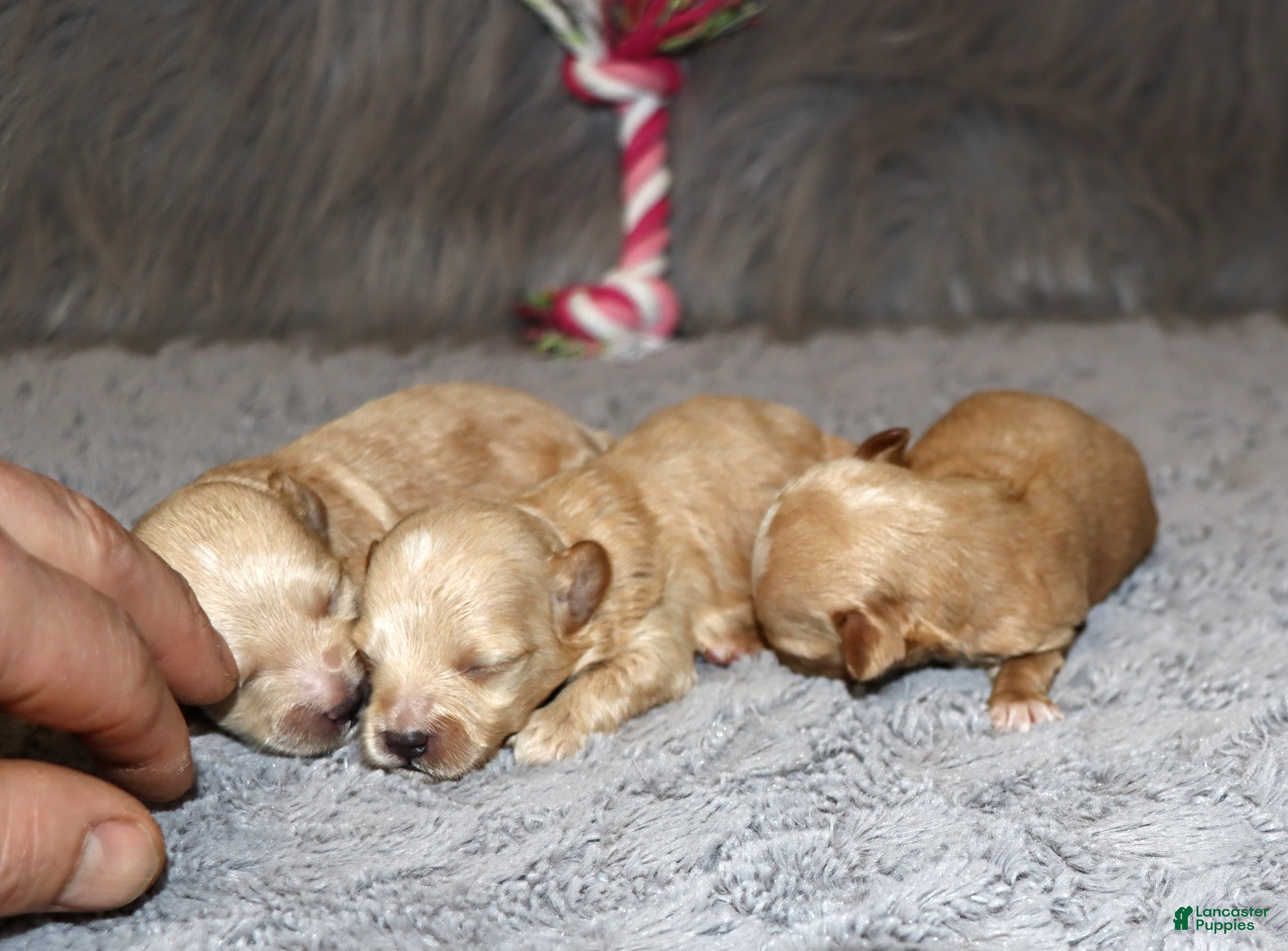 Havapoo dogs Peggy 🌷 Toy/Minature - Ad 2