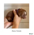 Irish Doodle puppy- Alana