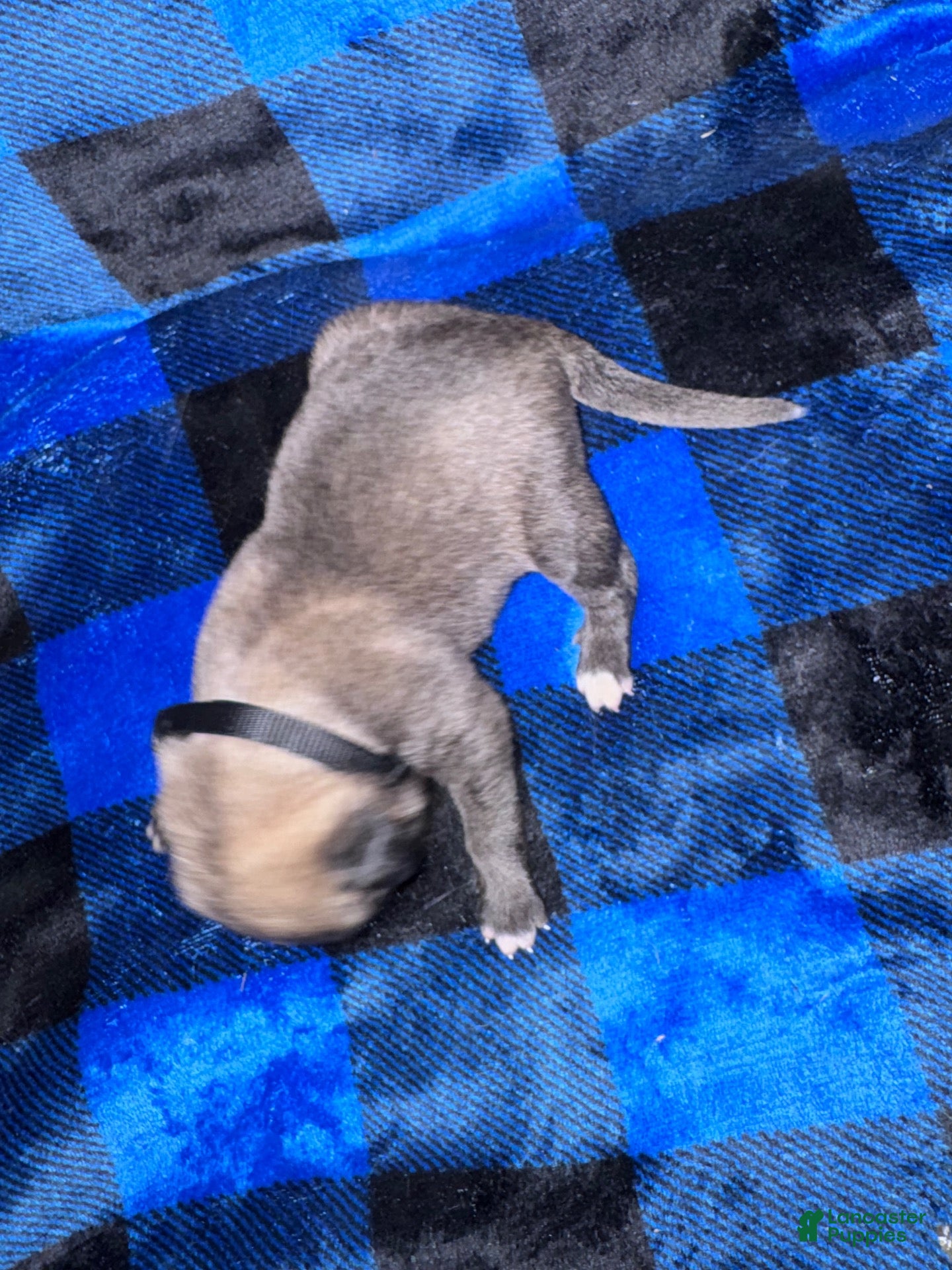 Mixed Breed dogs Anatolian/ Kangal- Black - Ad 1