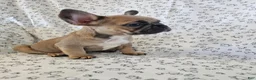 French Bulldog dogs for sale: Faith - Ad 5