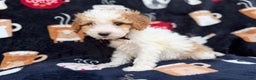 Cavapoo dogs for sale: Chevy - Ad 7