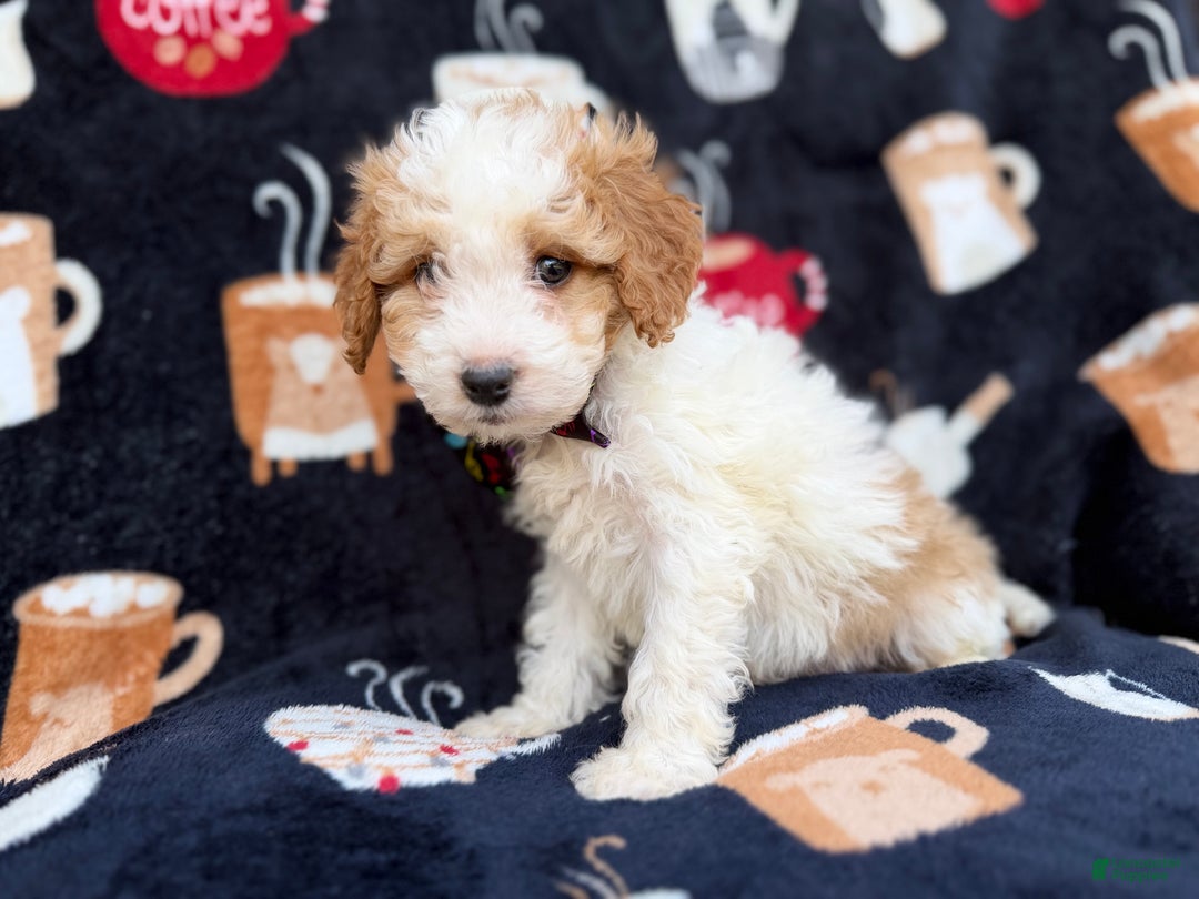 Cavapoo dogs for sale: Chevy - Ad 7