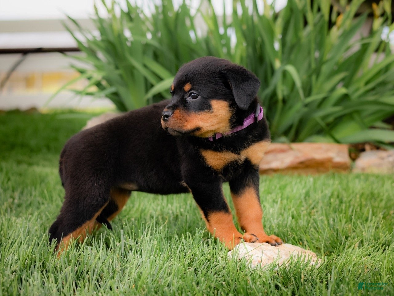 Rottweiler dogs Ulani - Ad 2