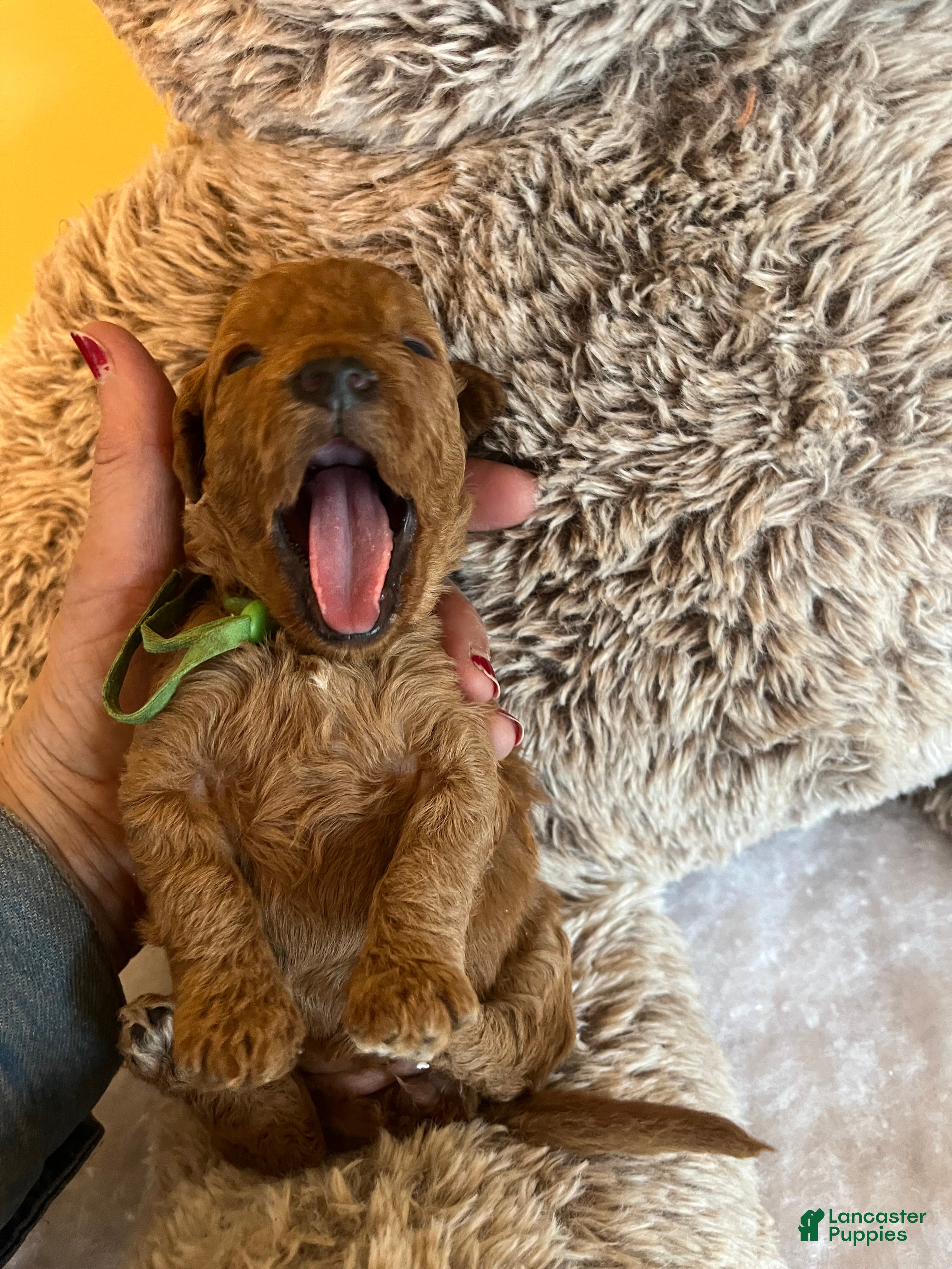 Mini Goldendoodle dogs Muffin - Ad 2