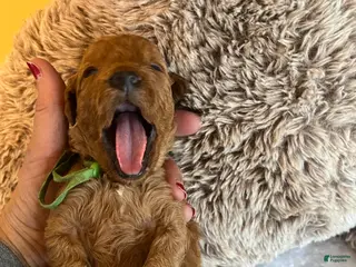 Mini Goldendoodle dogs Muffin - Ad 2