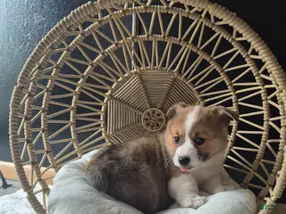 Welsh Corgi Pembroke dogs for sale: Ivy - Ad 4