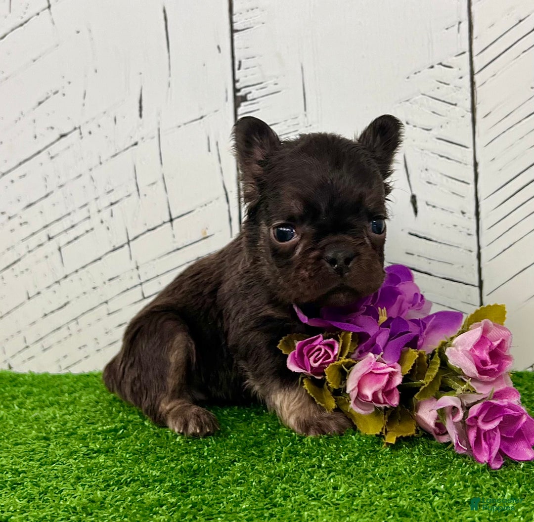 French Bulldog dogs for sale: Kate - Ad 2