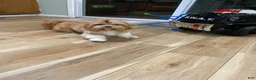 Mixed Breed dogs for sale: Brownie  - Ad 9