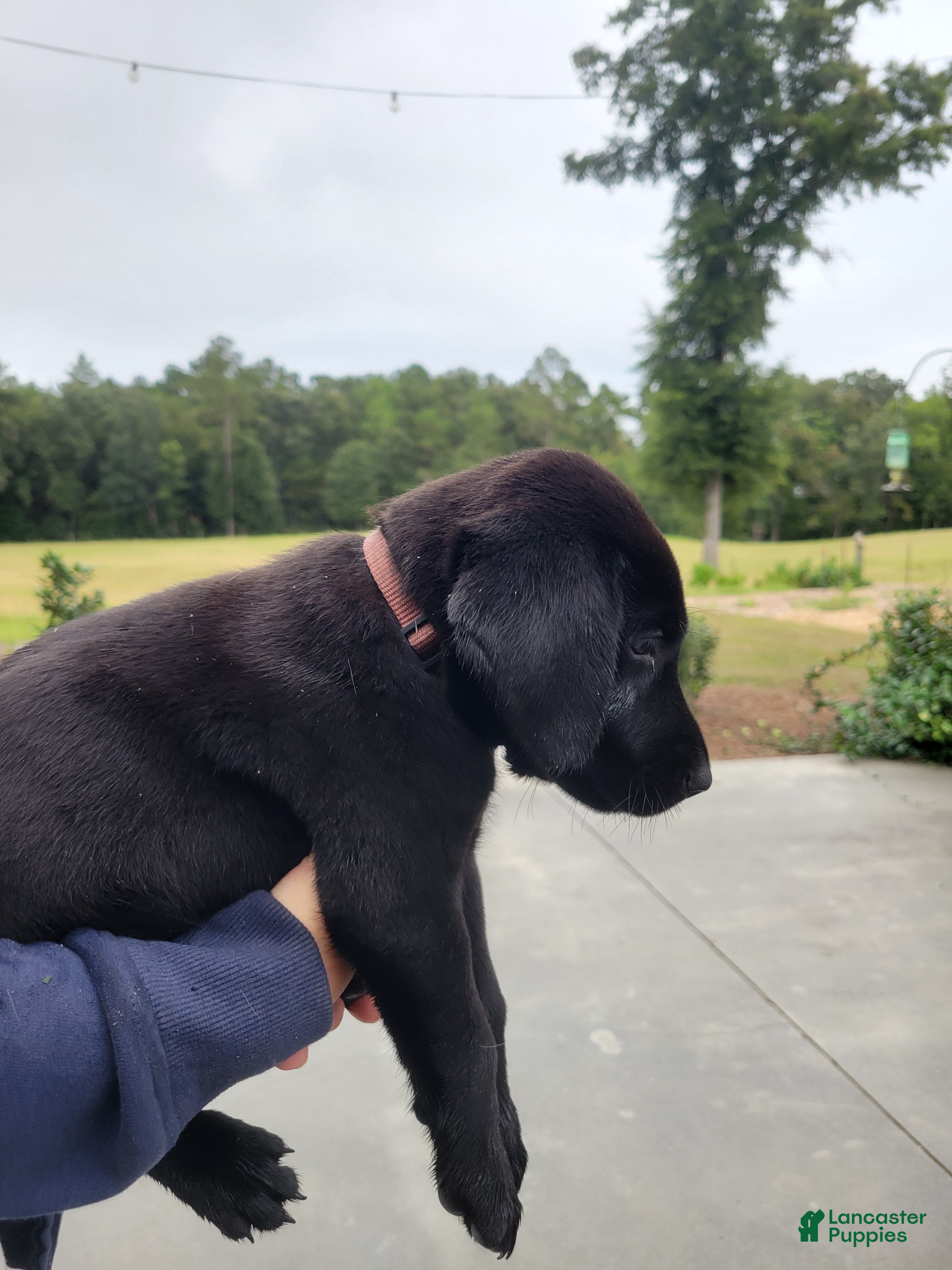 Labrador Retriever dogs Labrador Retriever 6 (brown) - Ad 2