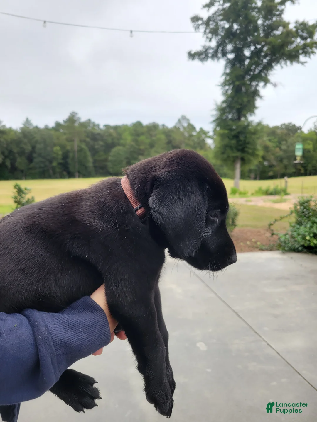 Labrador Retriever dogs for sale: Labrador Retriever 6 (brown) - Ad 2