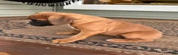 Boxer dogs for sale: Guard - Ad 2