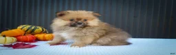 Pomeranian dogs for sale: 🐾 Meet Rambo — A Bouncy Little Ball of Fluff! 🐾 - Ad 10