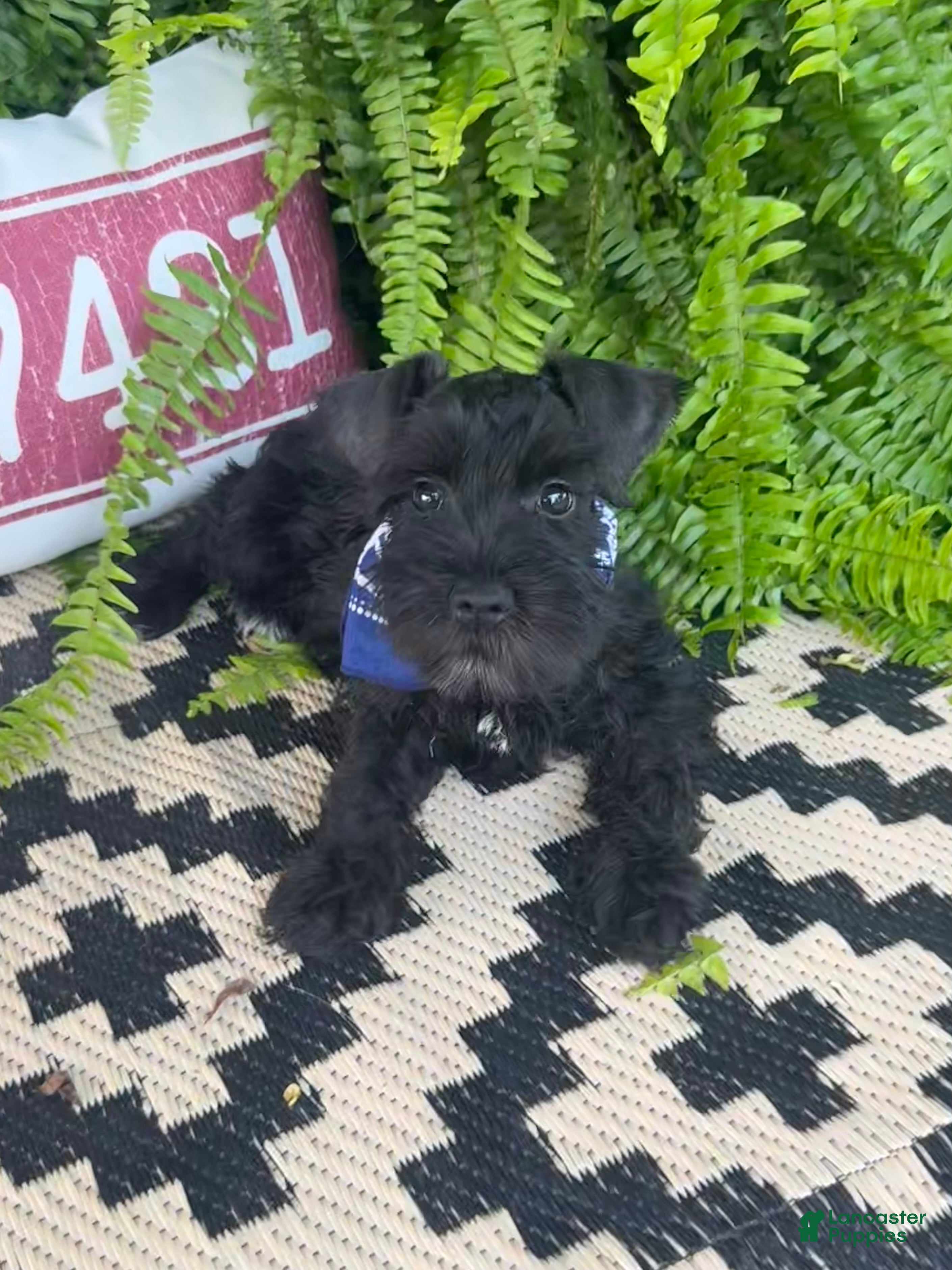 Miniature Schnauzer dogs Rowdy - Ad 1