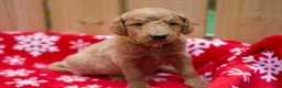 Goldendoodle dogs for sale:  Bobby - Ad 8