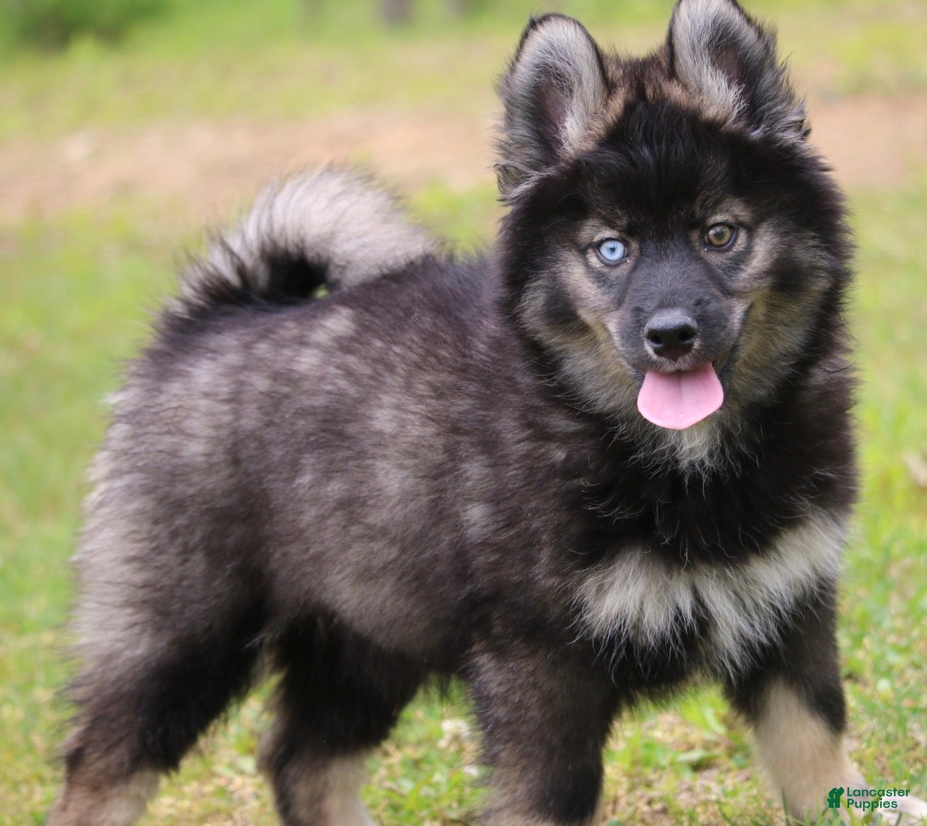 Pomsky dogs Chuckles  - Ad 2