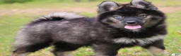 Pomsky dogs for sale: Chuckles  - Ad 3