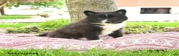 Pomsky dogs for sale: Gavin - Ad 3