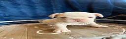French Bulldog dogs for sale: Girl - Ad 3
